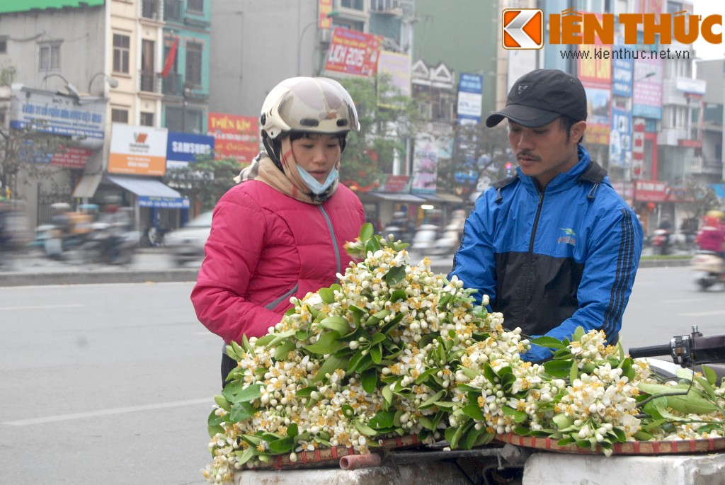 Đầu tháng 3, những gánh hàng hoa vốn quen thuộc trên phố phường Hà Nội bỗng trở nên mới mẻ hơn, nồng nàn hơn, đó là nhờ một loại hoa bình dị song rất ấn tượng: hoa bưởi.